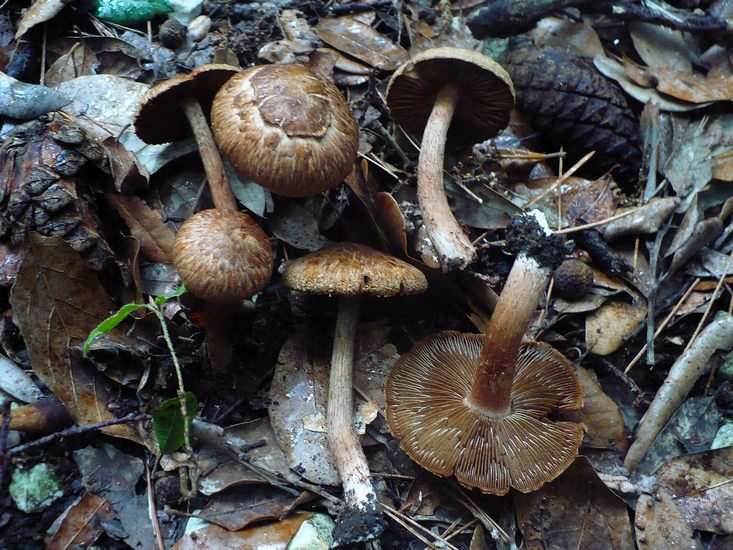 Inocybe_pisciodora