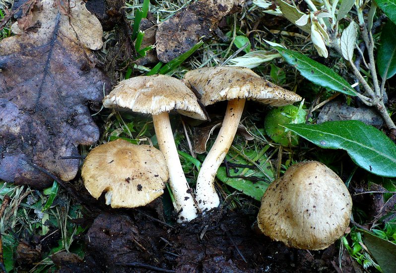 Inocybe queleti 2