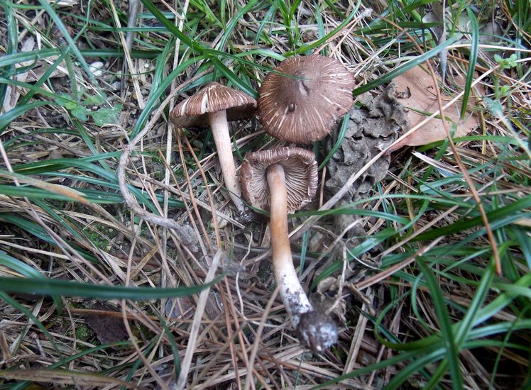 Inocybe tarda