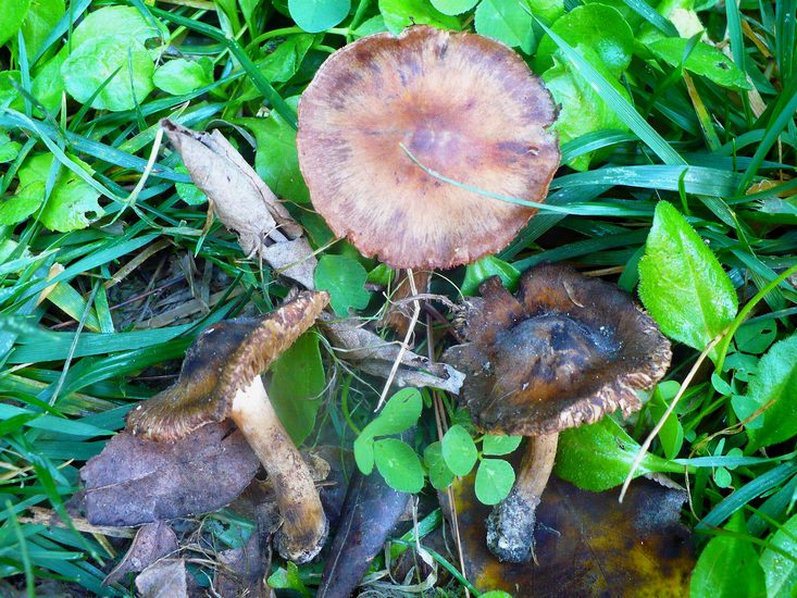 Inocybe tenebrosa