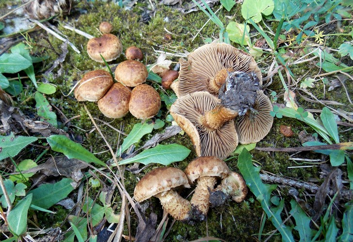 Inocybe_terrigena