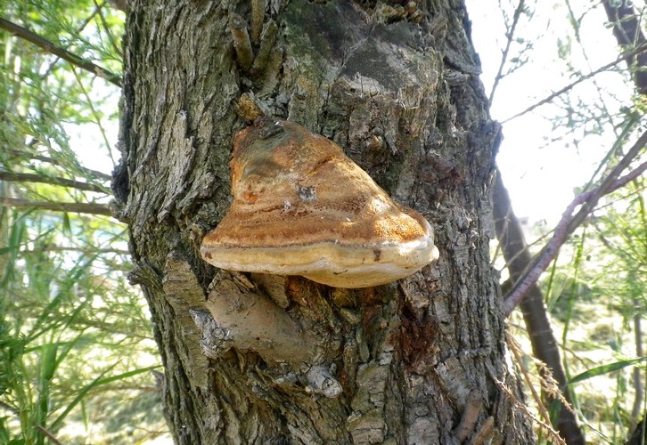 Inonotus_tamaricis