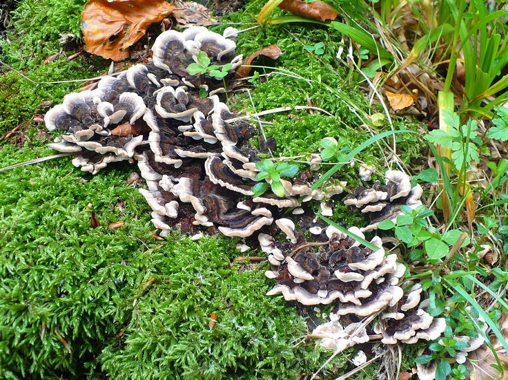Ischnoderma_benzoinum