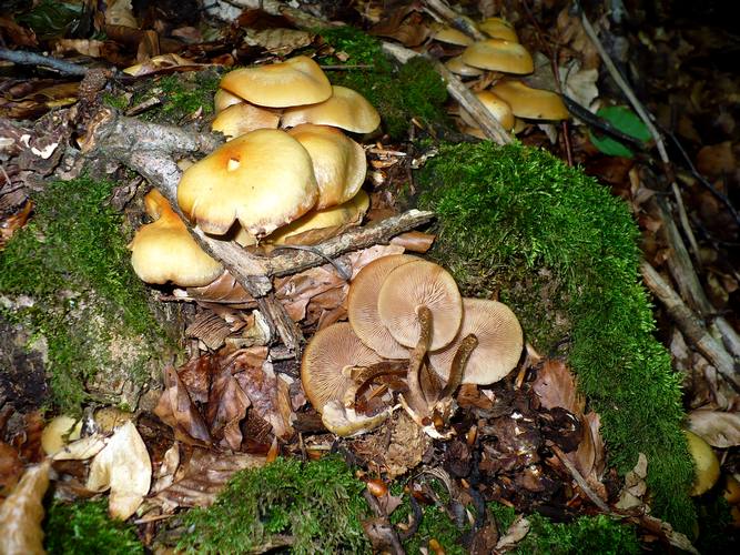 Kuherneromyces_mutabilis_2