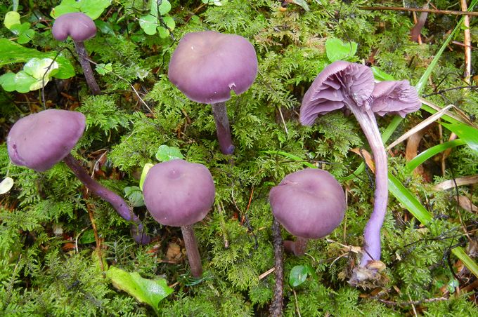 LACCARIA AMETHYSTINA 1 M