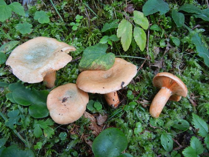 LACTARIUS_DETERRIMUS_1_M