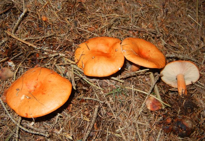 LACTARIUS_PORNINSIS_1_M