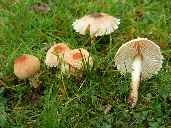 LEPIOTA_SP._2