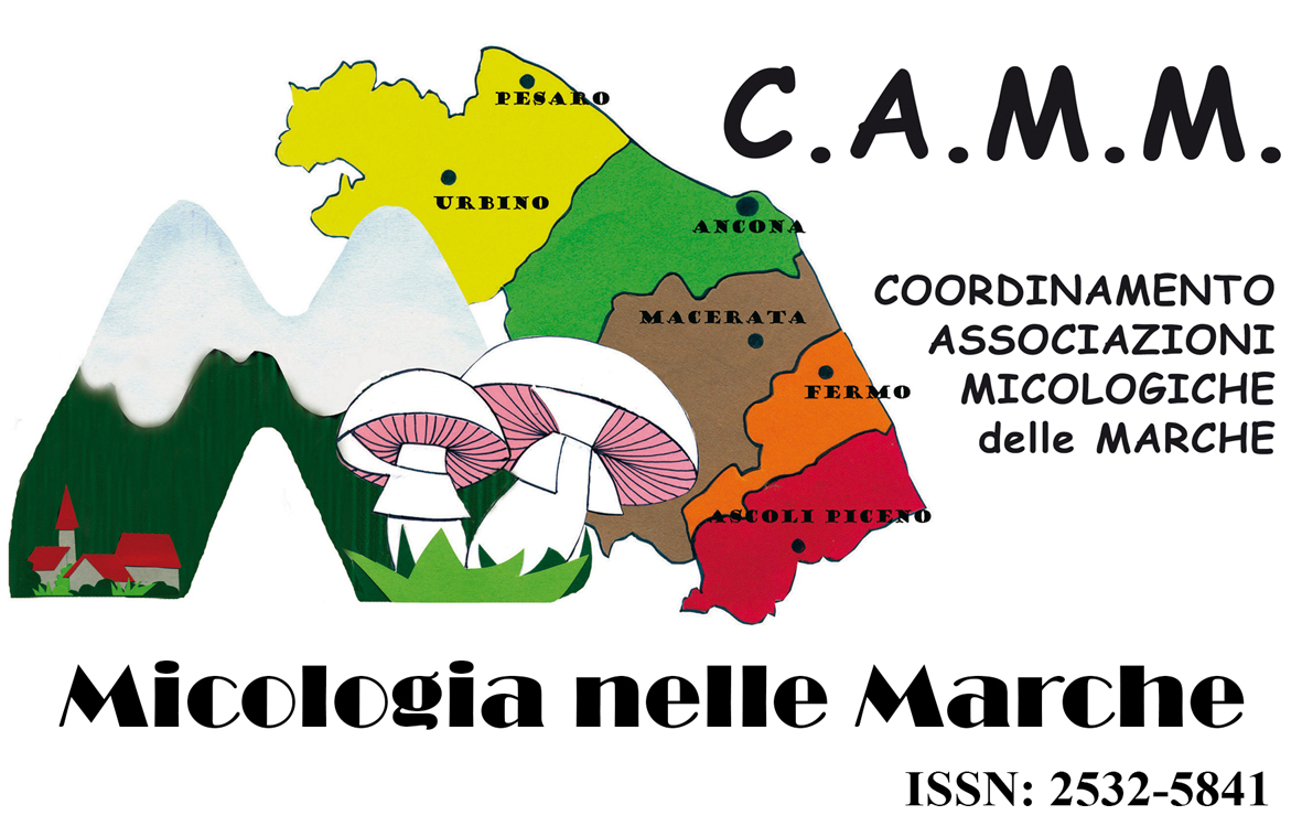 LOGO CAMM