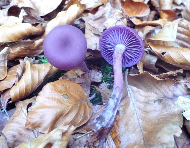 Laccaria_amethistina_Amiata