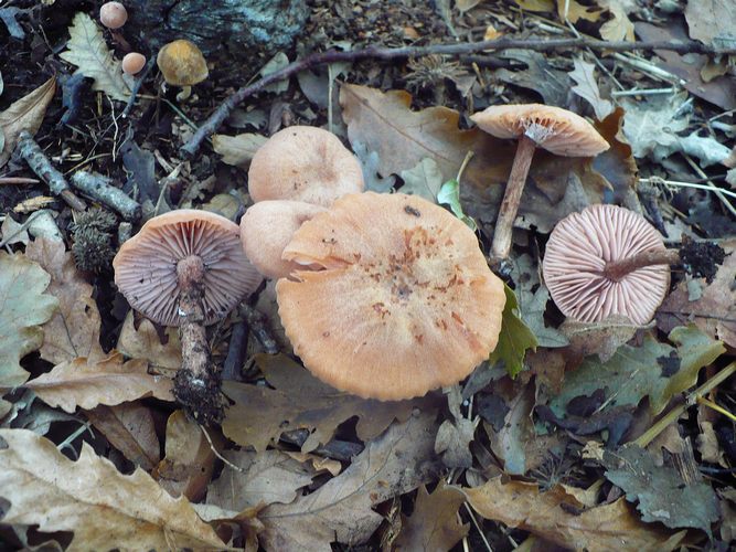 Laccaria_laccata