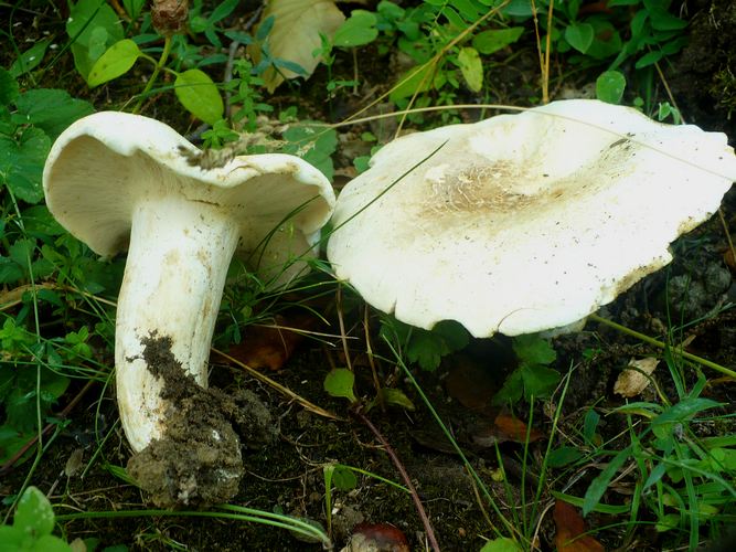 Lactarius_2_piperatus