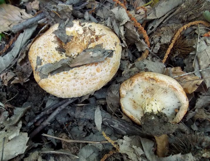 Lactarius acerrimus spelonga