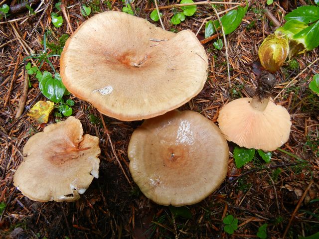 Lactarius albocarneus