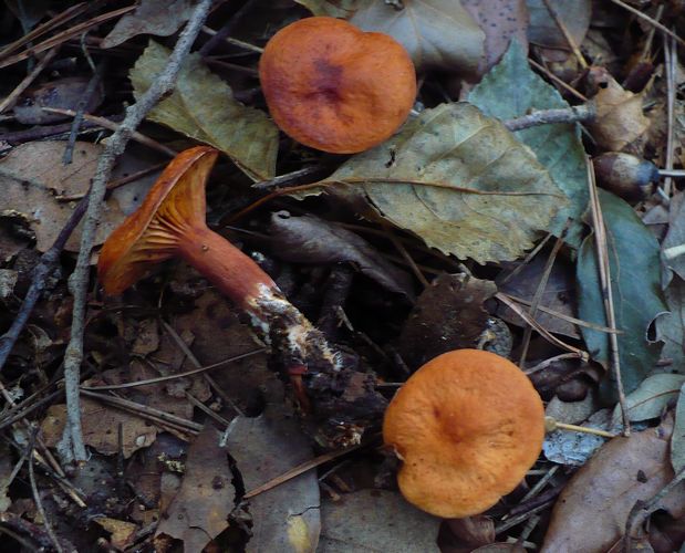 Lactarius_atlanticus_va_strigipes