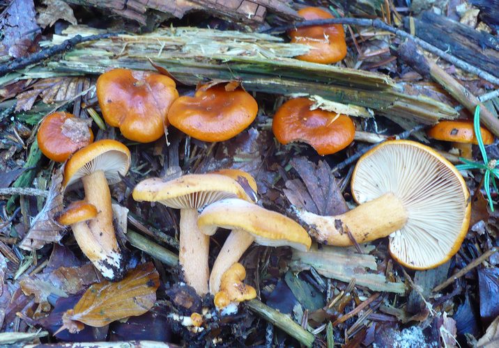 Lactarius_aurantiacus