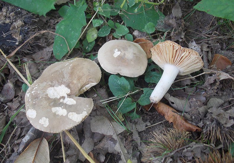 Lactarius azonites Faete
