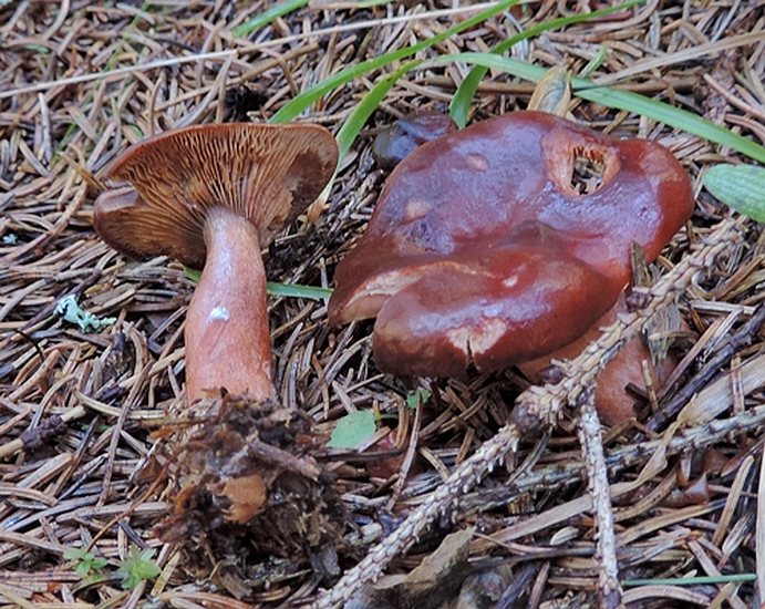 Lactarius badiosanguineus