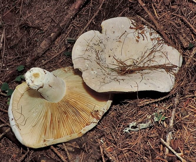 Lactarius bertillonii