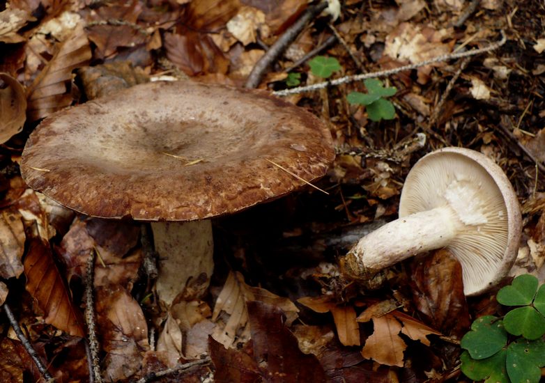 Lactarius blennius