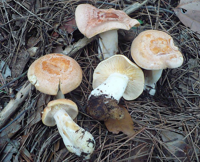 Lactarius chrysorreus
