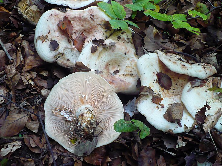 Lactarius controversus Corno alle Scale