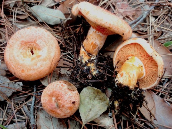 Lactarius_deliciosus_Conero