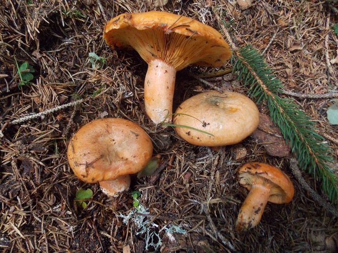 Lactarius_deterrimus