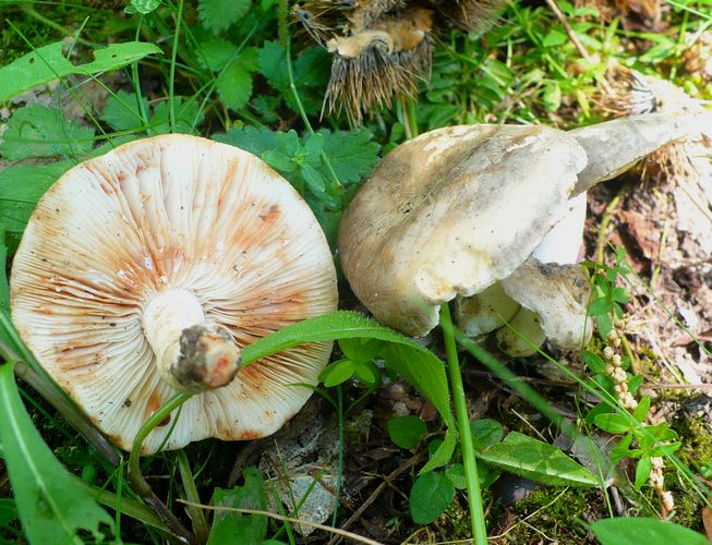 Lactarius_fuliginosus