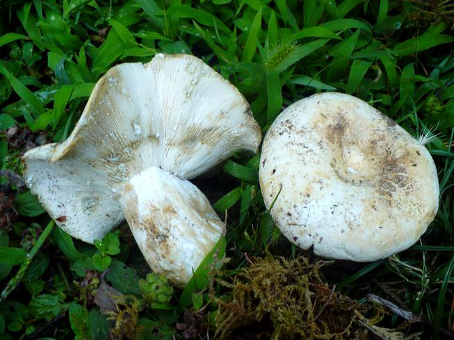 Lactarius_glaucescens