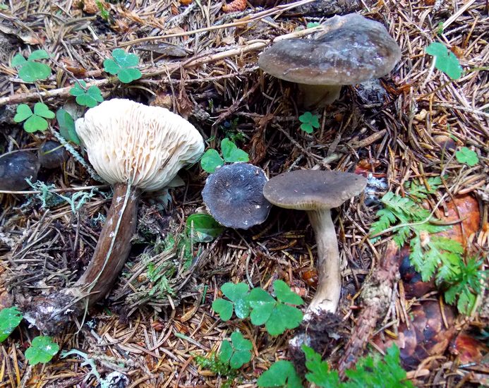 Lactarius lygniotus