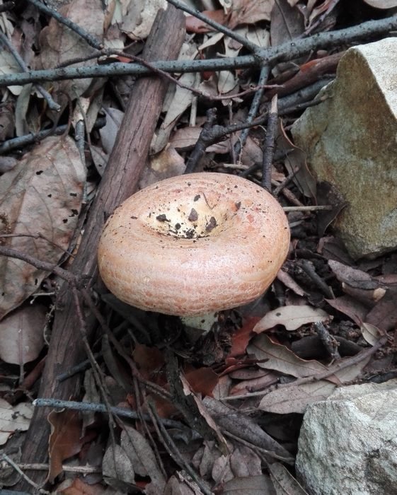 Lactarius mediterraneensis