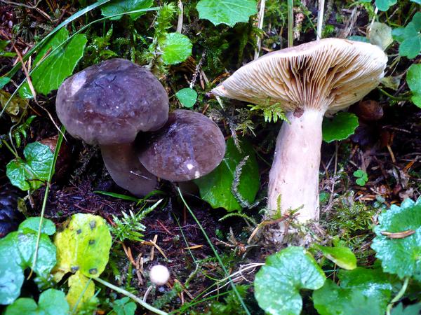 Lactarius_picinus
