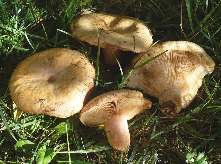 Lactarius pubescens