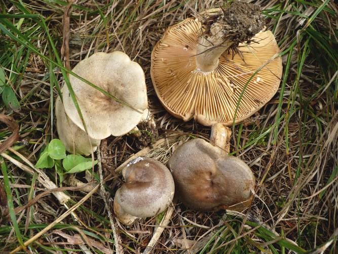 Lactarius_pyrogalus