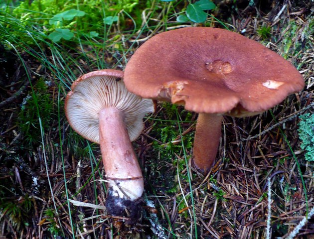 Lactarius_rufus