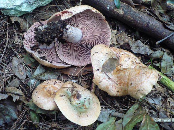 Lactarius_sanguifluus