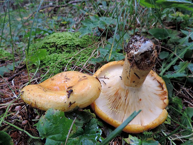 Lactarius scobriculatus