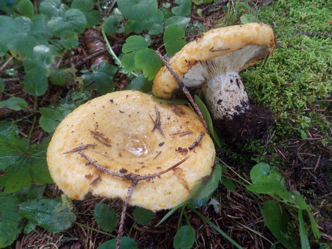 Lactarius_scrobiculatus_2