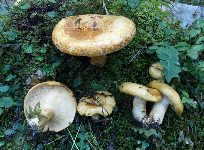 Lactarius scrobiculatus Folgaria