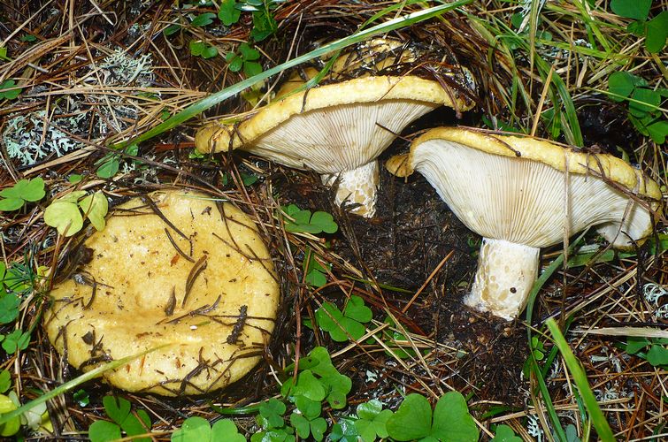Lactarius_scrobiculatus_passo_Lavaz