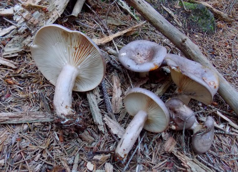 Lactarius trivialis Cermis