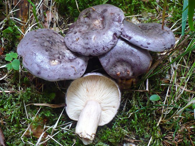 Lactarius_trivialis_Folgarida