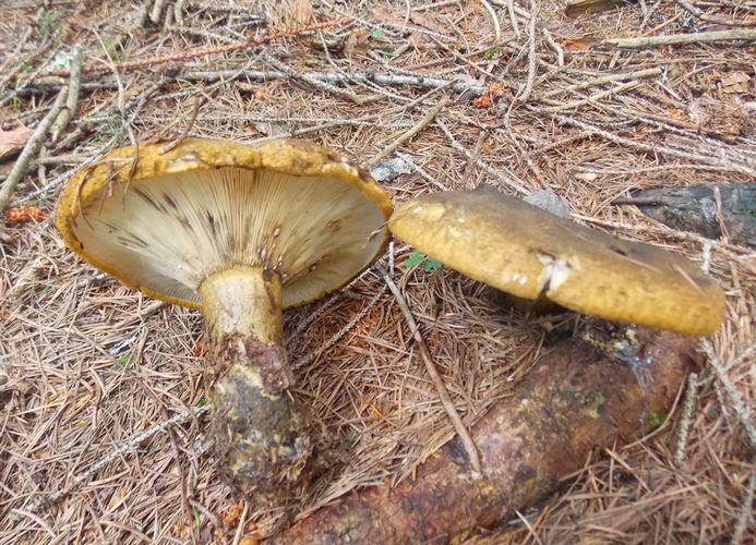 Lactarius_turpis