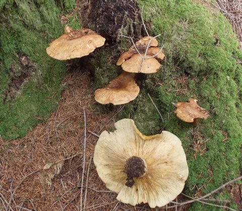 Lactarius_turpis_2