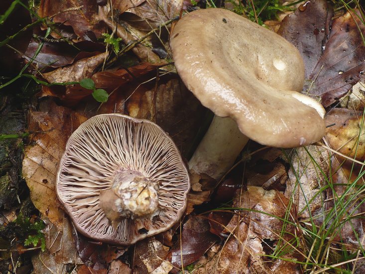 Lactarius uvidus