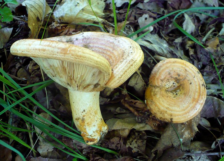 Lactarius zonarius