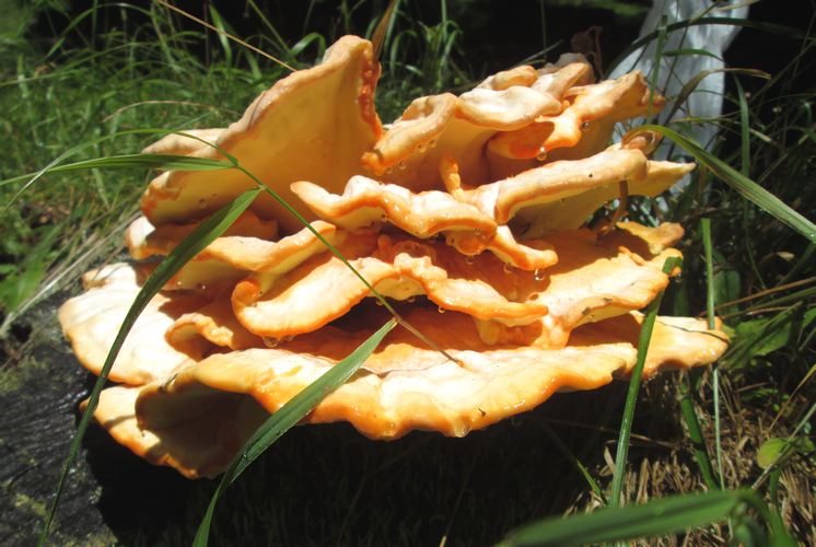 Laetiporus_sulphureus_Vincenzo