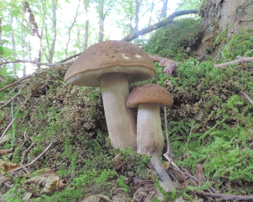 Leccino_carpini_Monti_Sibill_5.7.14_Carpini