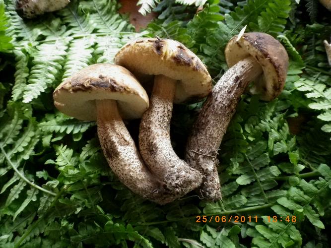 Leccinum_crocipodium